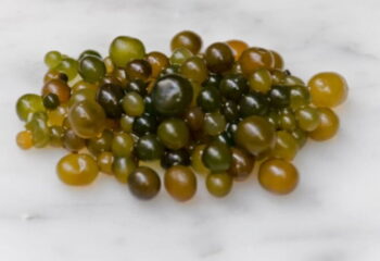 Nutrición con Ciencia «El Cushuro: El milagro subestimado de las lagunas altoandinas y su poder contra la anemia».